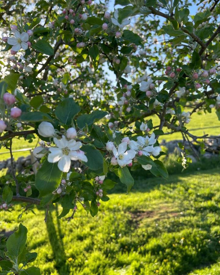 Blueberry Fields Bed & Breakfast Jefferson Eksteriør bilde